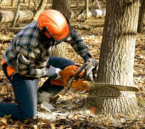 Tree Removal in Dow, IL